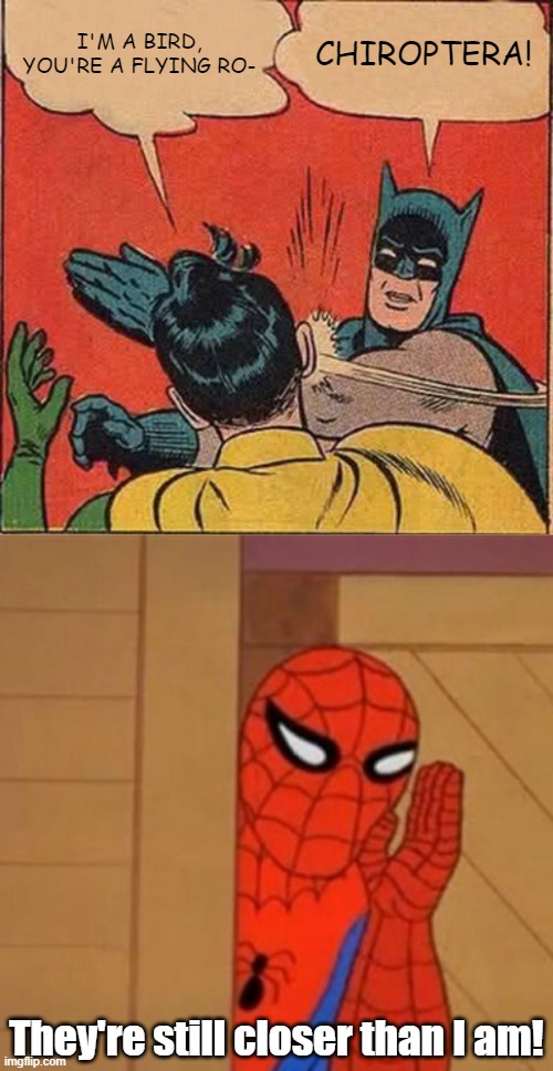 United aves, mammals and...arthropods? | I'M A BIRD, YOU'RE A FLYING RO-; CHIROPTERA! They're still closer than I am! | image tagged in batman slapping robin,spider-man whisper,bats,birds,arachnids,mistaken for insects | made w/ Imgflip meme maker