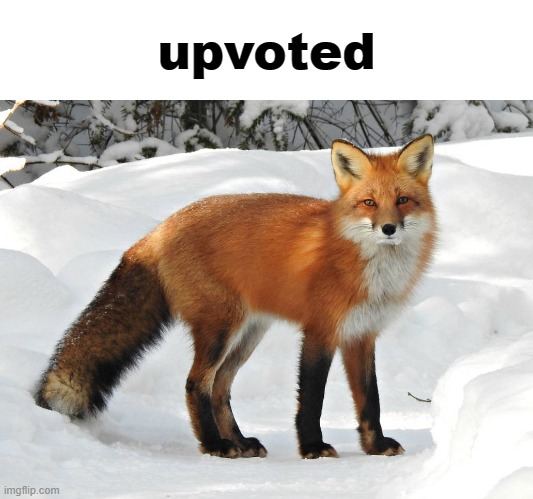 Fox | upvoted | image tagged in fox | made w/ Imgflip meme maker