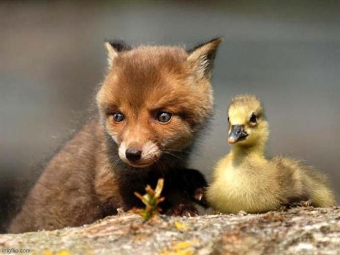 a fox kit and a duckling | image tagged in fox,ducks,wholesome | made w/ Imgflip meme maker