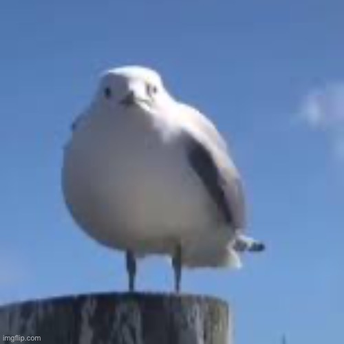 Seagull | image tagged in seagull | made w/ Imgflip meme maker