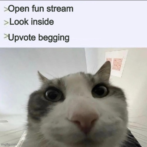 It’s so annoying | Open fun stream; Look inside; Upvote begging | image tagged in cat looks inside,upvotes | made w/ Imgflip meme maker