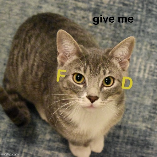 image tagged in cat | made w/ Imgflip meme maker