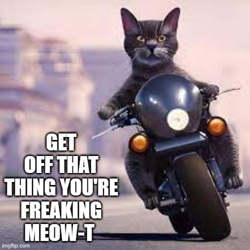 meme by Brad cat on motorcycle | GET OFF THAT THING YOU'RE FREAKING MEOW-T | image tagged in cats,funny,funny cat memes,motorcycle,humor,funny cat | made w/ Imgflip meme maker