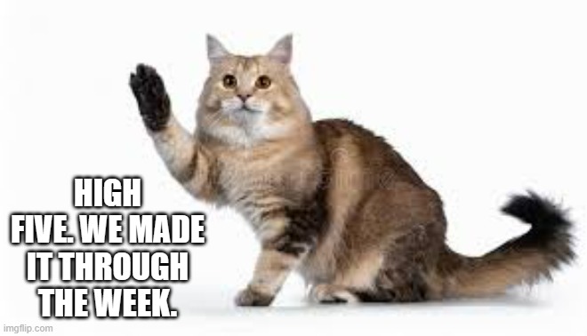 meme by Brad cat giving high five | HIGH FIVE. WE MADE IT THROUGH THE WEEK. | image tagged in cats,funny,funny cat memes,high five,humor,funny cat | made w/ Imgflip meme maker