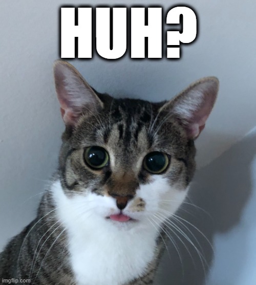 Huh? | HUH? | image tagged in cat huh | made w/ Imgflip meme maker