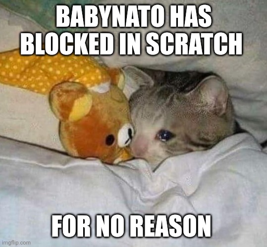 Why scratch team why :( (send pic - Spiral) | BABYNATO HAS BLOCKED IN SCRATCH; FOR NO REASON | image tagged in crying cat | made w/ Imgflip meme maker
