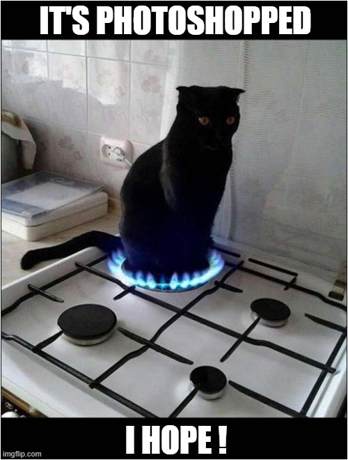 Don't Try This At Home ! | IT'S PHOTOSHOPPED; I HOPE ! | image tagged in cats,gas hob,photoshop | made w/ Imgflip meme maker