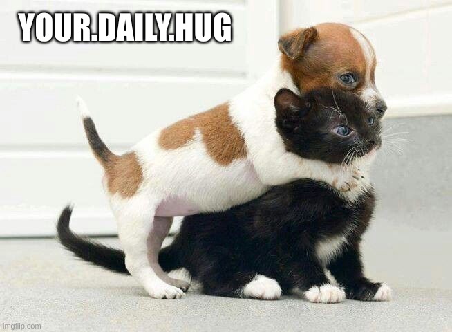 Kitty & Dog Hugging | YOUR.DAILY.HUG | image tagged in dog hugging cat | made w/ Imgflip meme maker