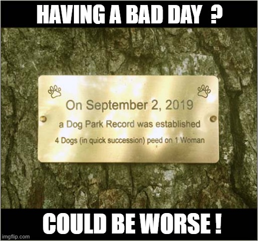 She's Never Going Back There ! | HAVING A BAD DAY  ? COULD BE WORSE ! | image tagged in dogs,park,having a bad day,peeing | made w/ Imgflip meme maker