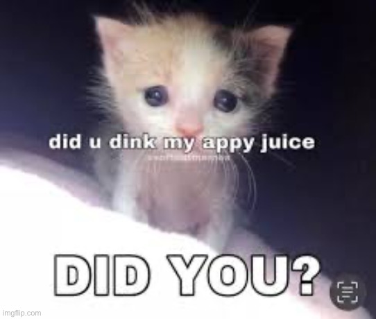 Did you? | image tagged in juice,cats,cute,sad cat,memes,funny | made w/ Imgflip meme maker