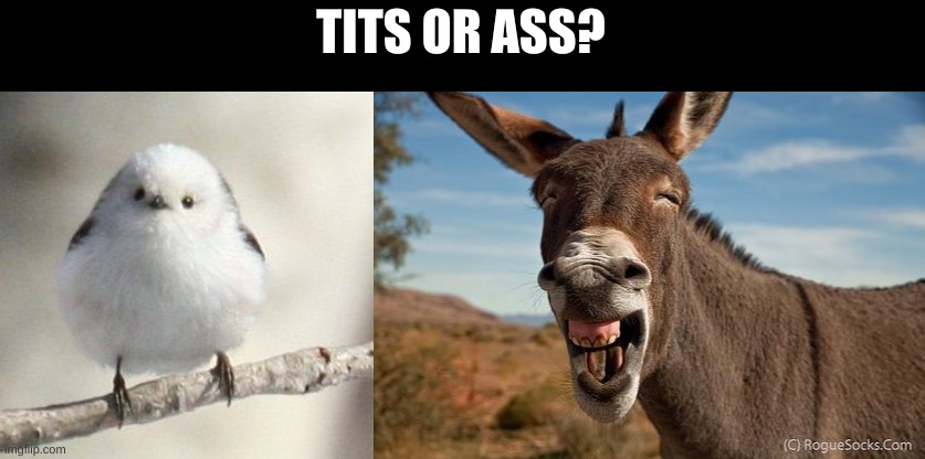 TITS OR ASS? | image tagged in long tailed tit,donkey jackass braying | made w/ Imgflip meme maker