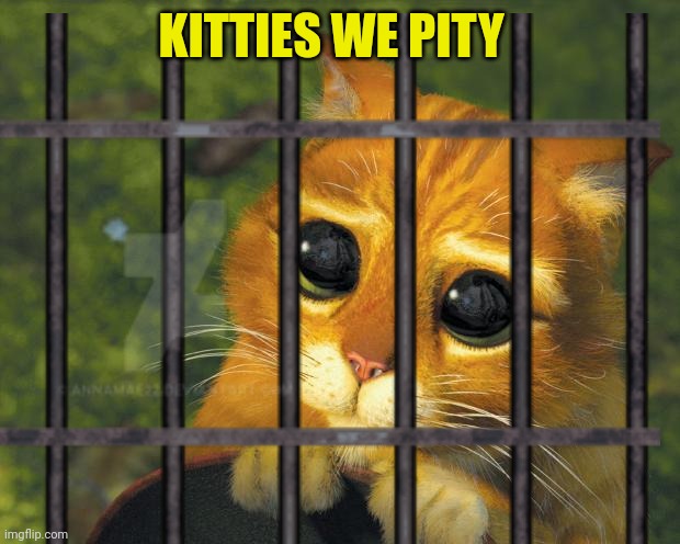 KITTIES WE PITY | made w/ Imgflip meme maker
