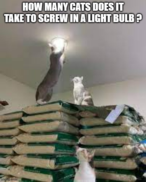 meme by Brad How many cats to change a lightbulb? | HOW MANY CATS DOES IT TAKE TO SCREW IN A LIGHT BULB ? | image tagged in cats,funny,funny cat memes,humor,funny cats | made w/ Imgflip meme maker