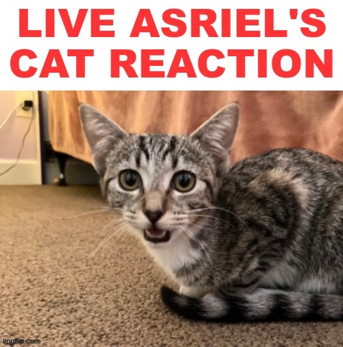 Live Asriel's cat reaction | image tagged in live asriel's cat reaction | made w/ Imgflip meme maker