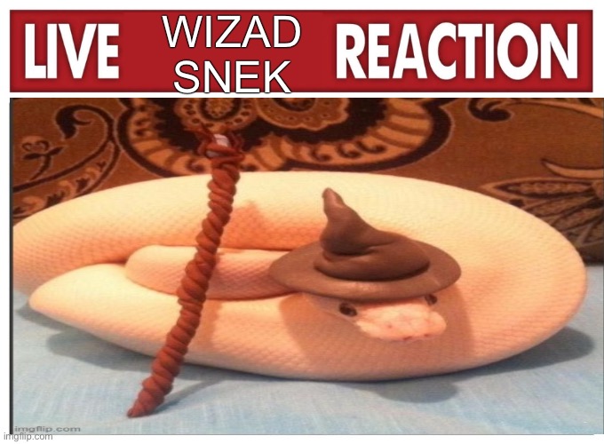 Live reaction | WIZAD SNEK; sneeeek | image tagged in live reaction | made w/ Imgflip meme maker