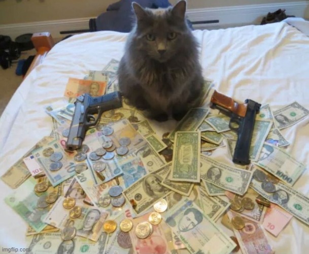 get rich cat | image tagged in get rich cat | made w/ Imgflip meme maker