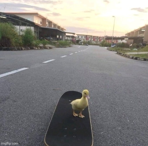 I put a skateboard in a duck, nothing can go wrong | image tagged in funny,memes,duck,skateboarding | made w/ Imgflip meme maker