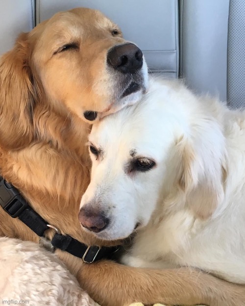 Hugs | image tagged in dog hug | made w/ Imgflip meme maker