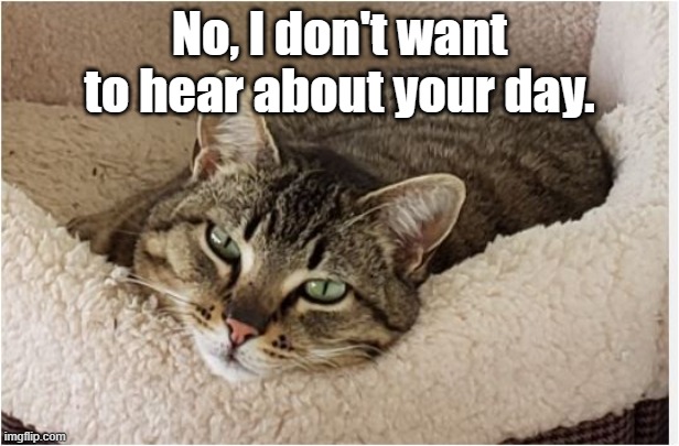 Cattitude | No, I don't want to hear about your day. | image tagged in cat,i don't care,attitude,cats are awesome | made w/ Imgflip meme maker