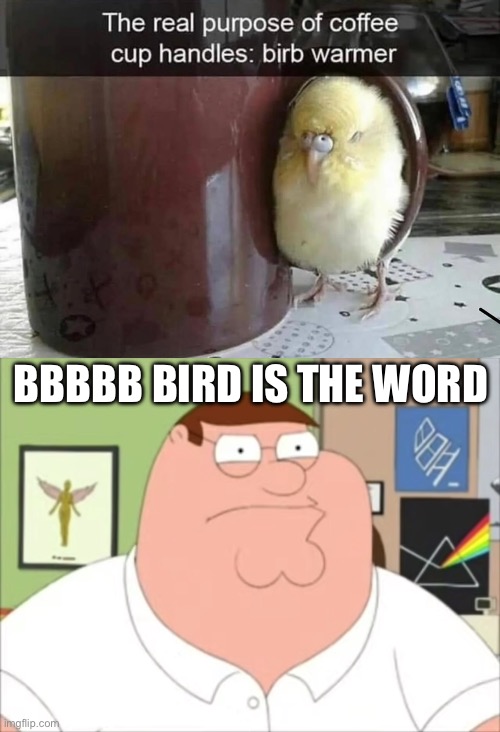BBBBB BIRD IS THE WORD | image tagged in peter griffin surfin bird,birb | made w/ Imgflip meme maker