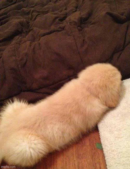 image tagged in floof,dick | made w/ Imgflip meme maker