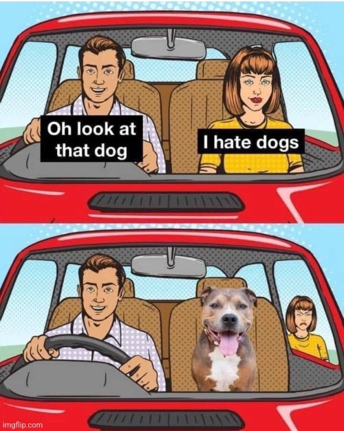 image tagged in dog,driving | made w/ Imgflip meme maker