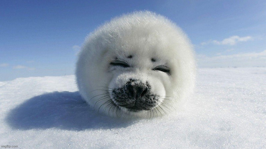 Seal be happy | image tagged in seal,cute,seals,help me | made w/ Imgflip meme maker