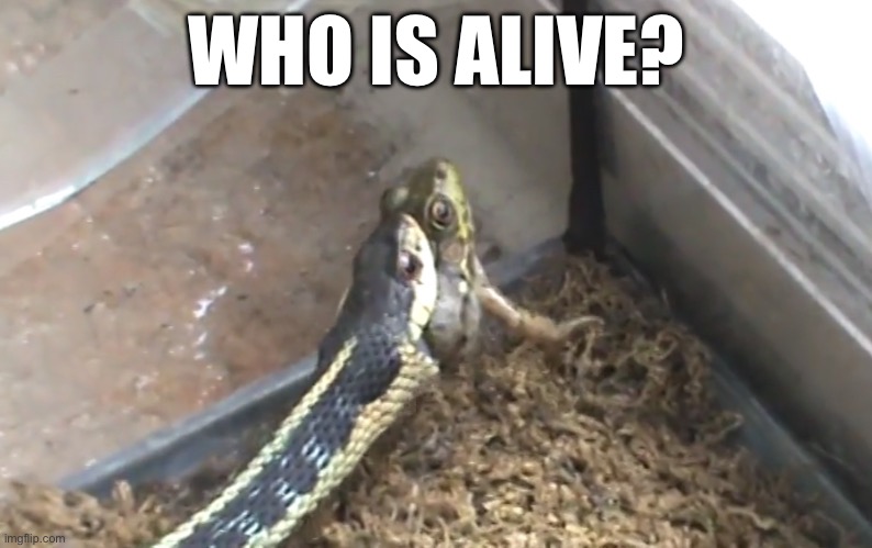 What are you doing step bro? | WHO IS ALIVE? | image tagged in what are you doing step bro | made w/ Imgflip meme maker