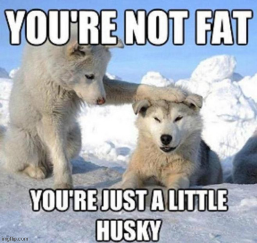 You're not fat, you're just a little husky... | image tagged in eye roll,not fat,just a little husky | made w/ Imgflip meme maker