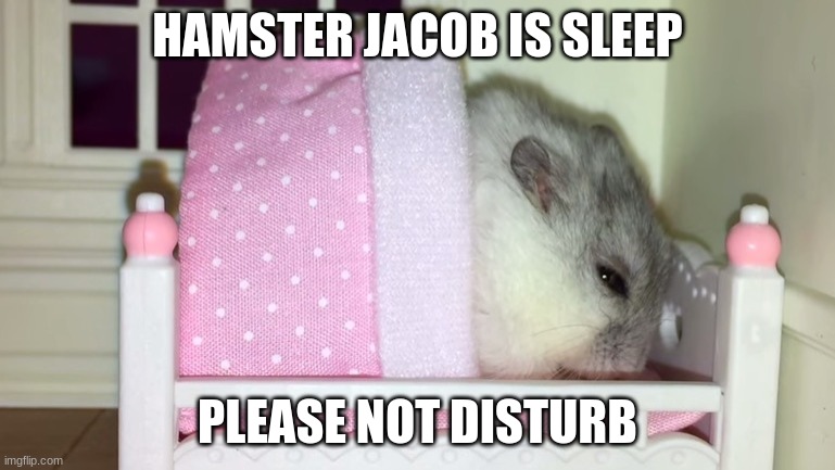 Hamster Jacob | HAMSTER JACOB IS SLEEP; PLEASE NOT DISTURB | image tagged in funny,memes | made w/ Imgflip meme maker