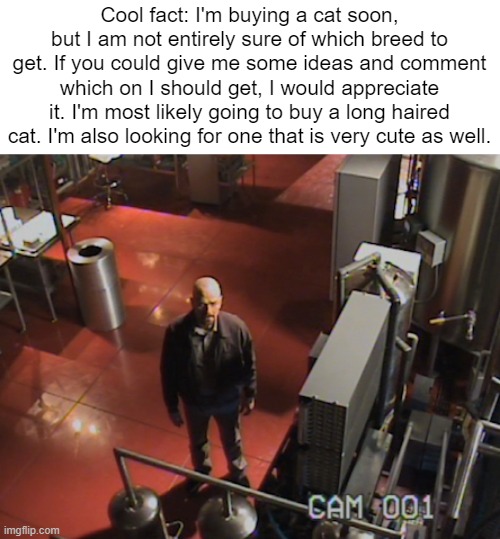 Thanks for the help. | Cool fact: I'm buying a cat soon, but I am not entirely sure of which breed to get. If you could give me some ideas and comment which on I should get, I would appreciate it. I'm most likely going to buy a long haired cat. I'm also looking for one that is very cute as well. | made w/ Imgflip meme maker