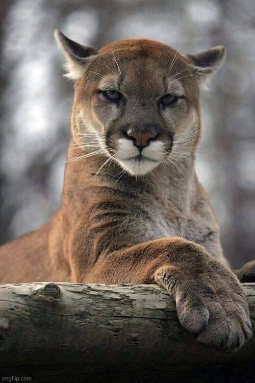 mountain lion | image tagged in mountain lion | made w/ Imgflip meme maker