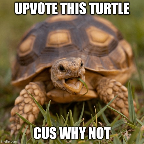 tortol | UPVOTE THIS TURTLE; CUS WHY NOT | image tagged in turtle,funny,fun | made w/ Imgflip meme maker