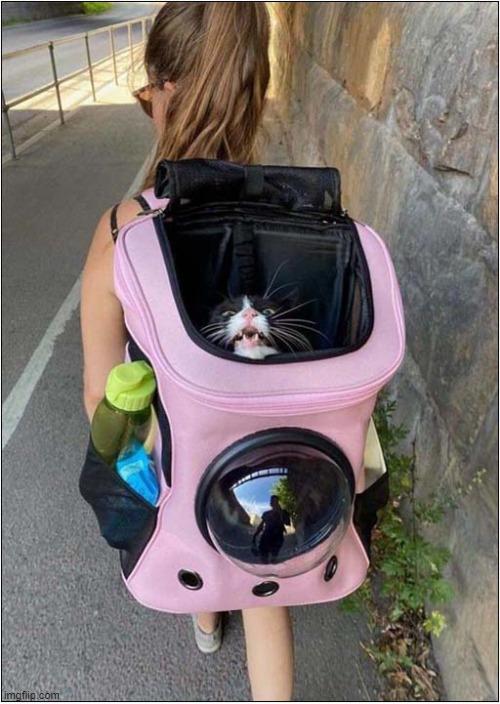 Help ... I'm Being Abducted ! | image tagged in cats,carrier,abduction | made w/ Imgflip meme maker