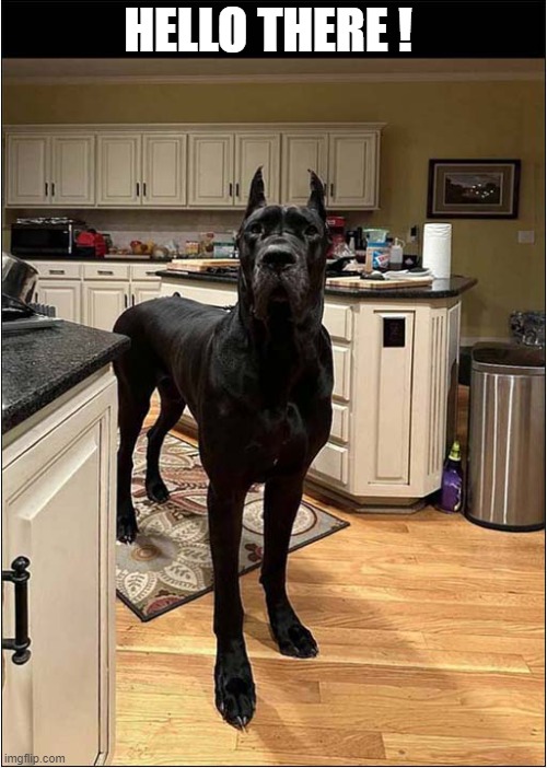 That's A Big Dog ! | HELLO THERE ! | image tagged in dogs,great dane,hello there | made w/ Imgflip meme maker
