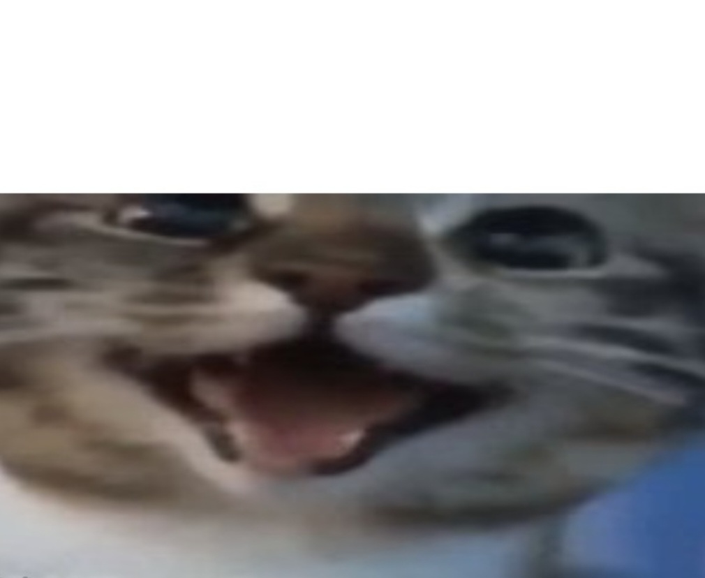 happy kitty Blank Meme Template