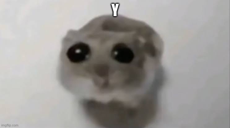 Y | Y | image tagged in sad hamster | made w/ Imgflip meme maker