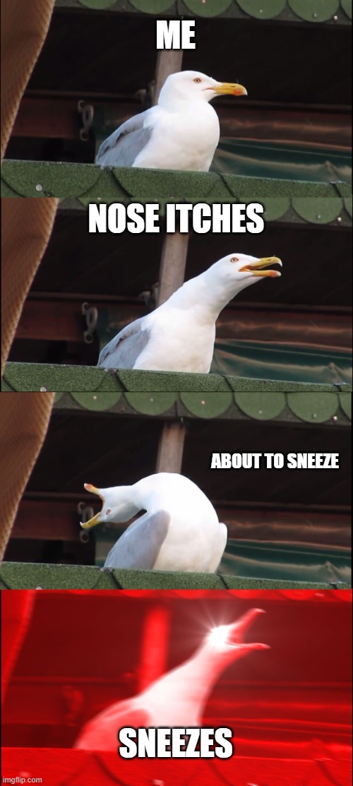 Inhaling Seagull | ME; NOSE ITCHES; ABOUT TO SNEEZE; SNEEZES | image tagged in memes,inhaling seagull | made w/ Imgflip meme maker