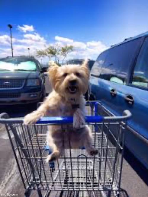 Dog shopping cart | image tagged in dog shopping cart | made w/ Imgflip meme maker