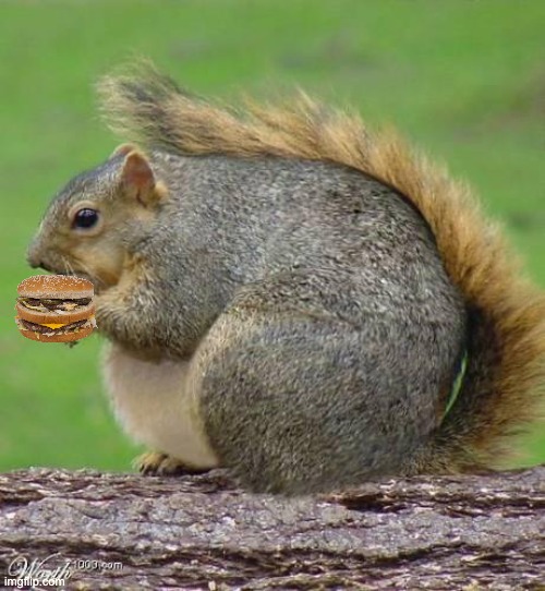 This is what happens when u go to mickey deez too much! | image tagged in fat squirrel | made w/ Imgflip meme maker