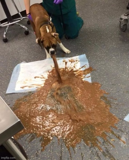 Dog Puking | image tagged in dog puking | made w/ Imgflip meme maker