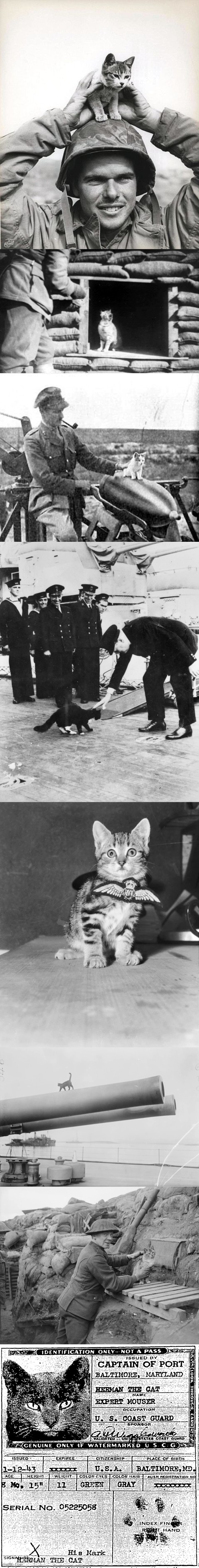 Cats in ww1 and ww2 | made w/ Imgflip meme maker