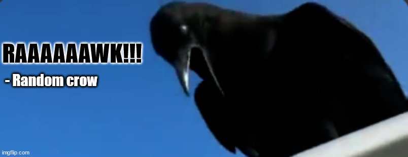 RAAAAAAWK!!! - Random crow | image tagged in birds | made w/ Imgflip meme maker