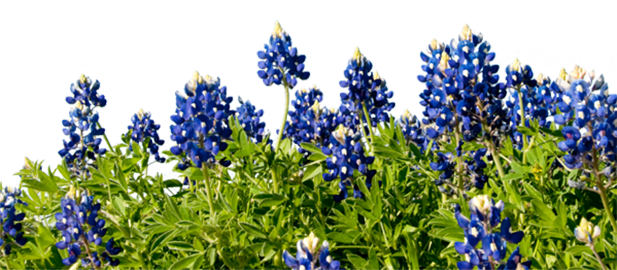 High Quality Texas Blue Bonnet Transparency Blank Meme Template