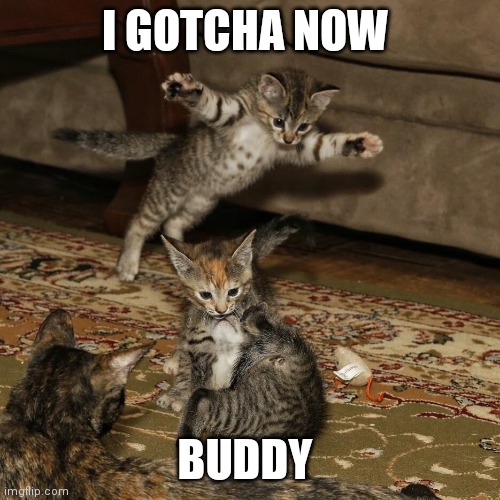 Gotcha now | I GOTCHA NOW; BUDDY | image tagged in kitten ambush,funny memes | made w/ Imgflip meme maker