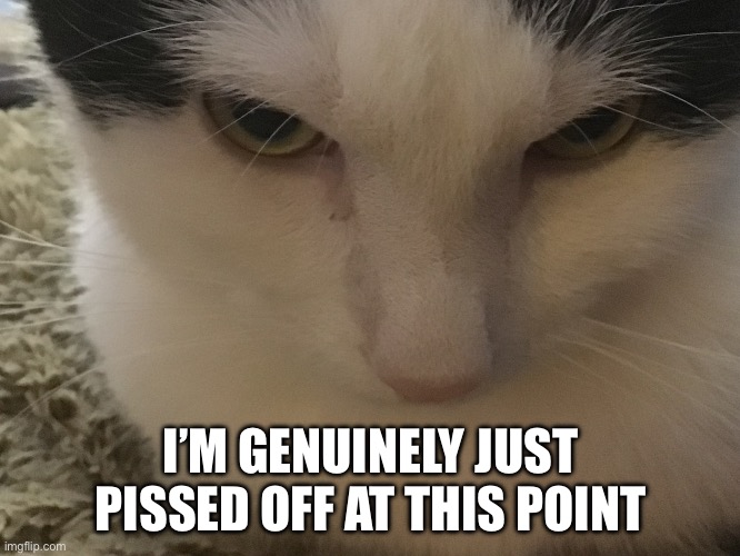 Bruh smh | I’M GENUINELY JUST PISSED OFF AT THIS POINT | image tagged in angry cat heavens cat | made w/ Imgflip meme maker