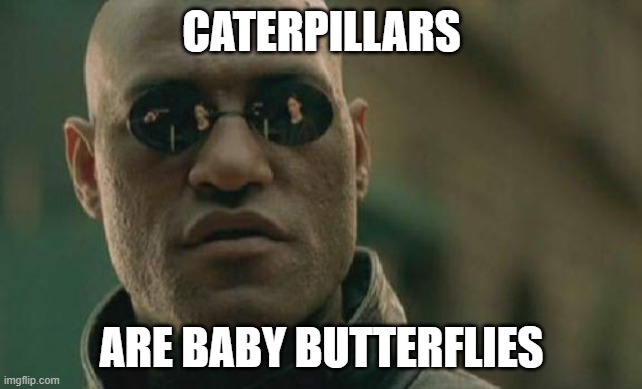 Same species, different life stages | CATERPILLARS; ARE BABY BUTTERFLIES | image tagged in memes,matrix morpheus,butterfly,caterpillar | made w/ Imgflip meme maker