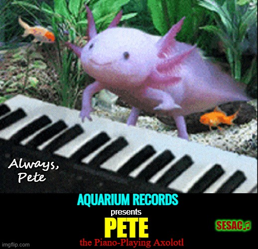 Autographed 8x10 of Pete, piano playing axolotl on ebay | Always, Pete; AQUARIUM RECORDS; presents; SESAC♫; PETE; the Piano-Playing Axolotl | image tagged in vince vance,axolotl,piano,aquarium,funny animal meme,new memes | made w/ Imgflip meme maker
