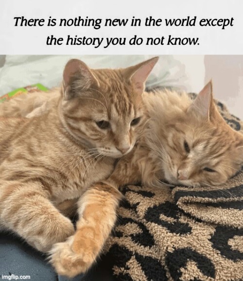 Nothing new in the world | image tagged in cats | made w/ Imgflip meme maker