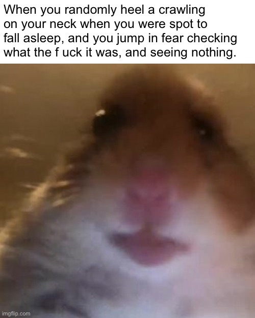 Hampter | When you randomly heel a crawling on your neck when you were spot to fall asleep, and you jump in fear checking what the f uck it was, and seeing nothing. | image tagged in hampter | made w/ Imgflip meme maker